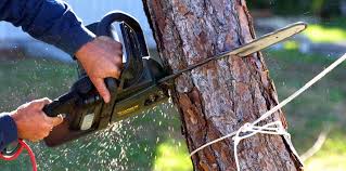 How Our Tree Care Process Works  in  Manhattan, NY