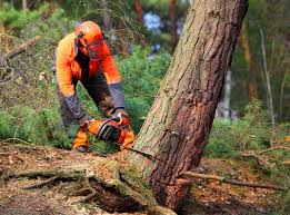 Leaf Removal in Manhattan, NY