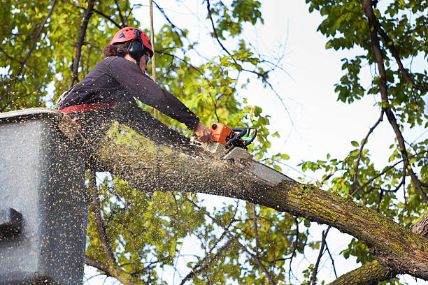 Lawn Watering Services in Manhattan, NY